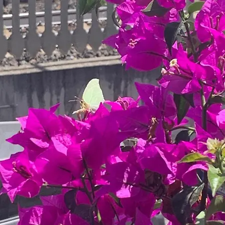 Hotel Giulia Laigueglia